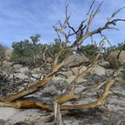 MonoBasin 170 : MonoBasin